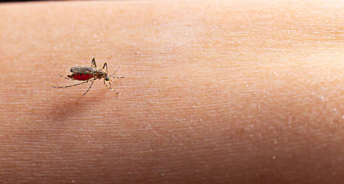 Waspada Penyakit Malaria! Ketahui Gejala dan Cara Mengatasinya