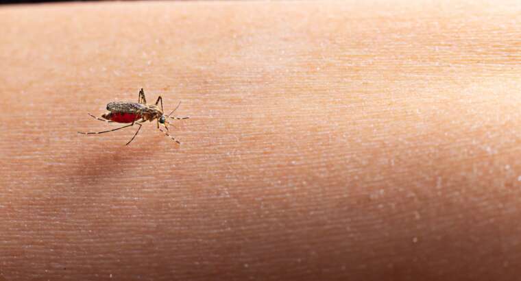 Waspada Penyakit Malaria! Ketahui Gejala dan Cara Mengatasinya