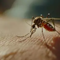 Demam Tinggi Berhari-hari? Waspada Gejala Demam Berdarah dan Pelajari Cara Pencegahannya